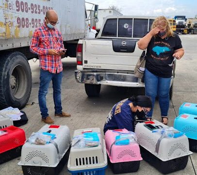 Dog inside crate being handled for international relocation by Planet Pet Relocation team