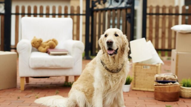 Edgar's Pet Relocation Services: image of a labrador among moving boxes