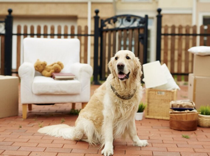Edgar's Pet Relocation Services: image of a labrador among moving boxes