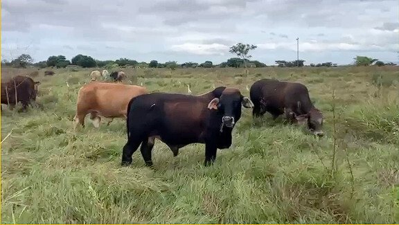 Milk and grass fed beef products offered by Meat Up Community in San Juan del Sur Nicaragua