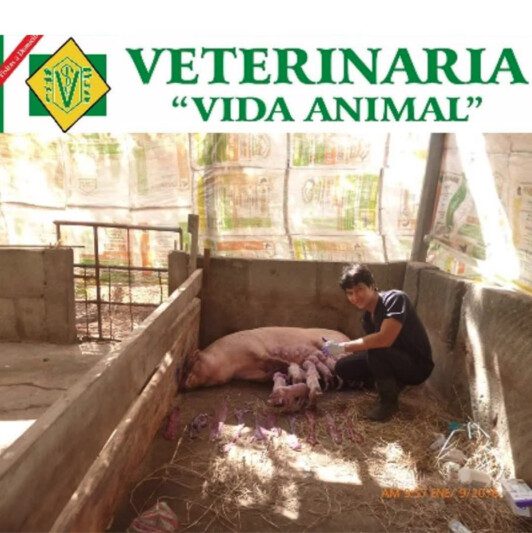 Veterinaria Vida Animal image of vet helping a pig giving birth