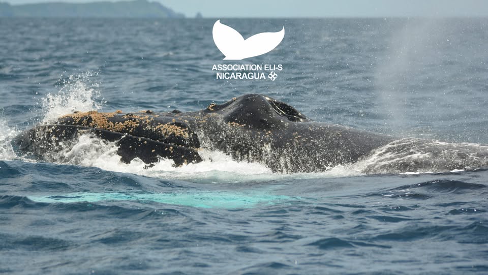 de investigación & avistamiento de ballenas de la Asociación ELI-S Nicaragua