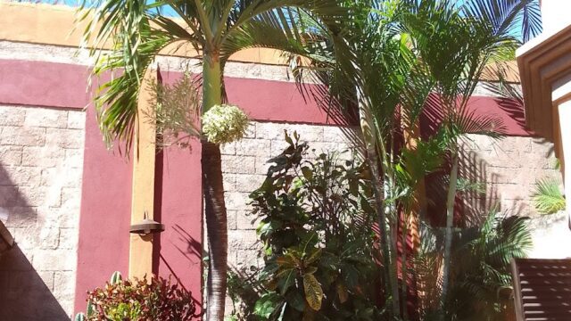 3 Palms Granada image from outside with palm trees