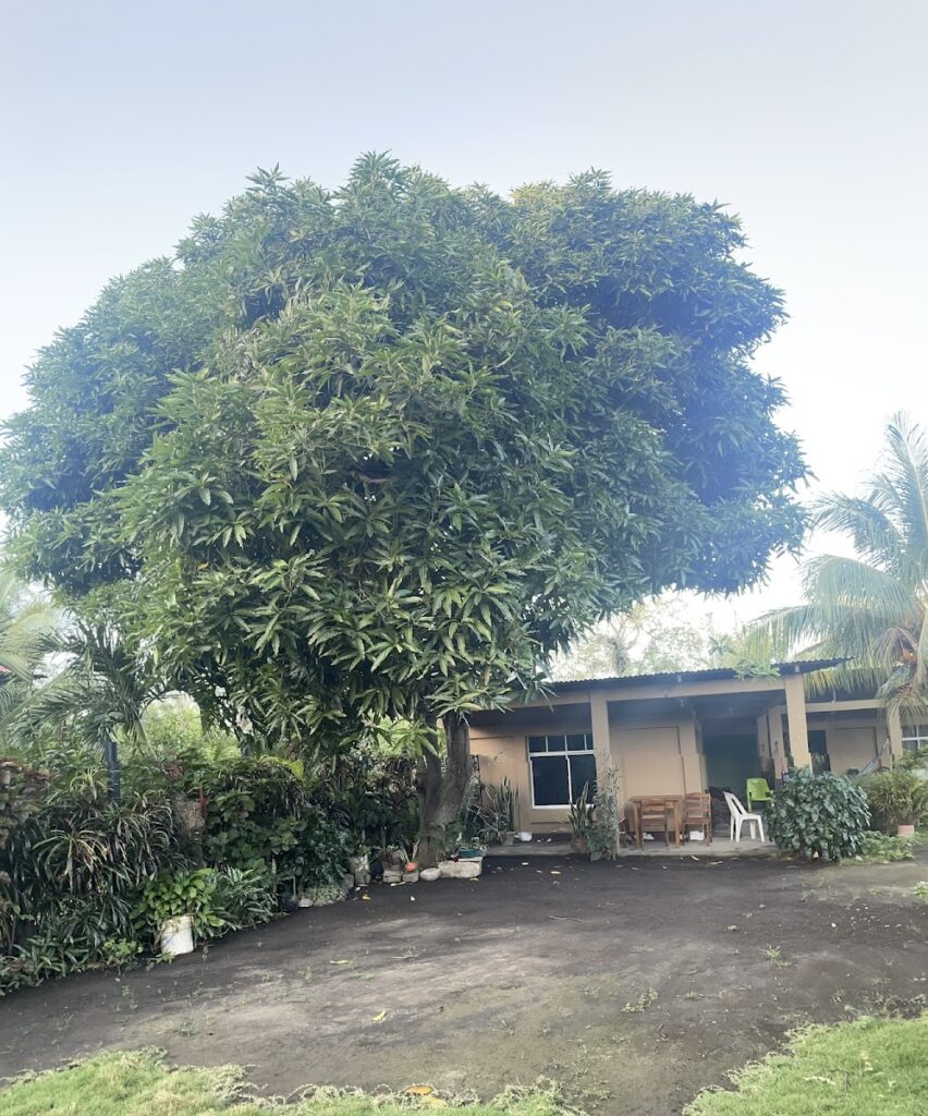 Sophie House