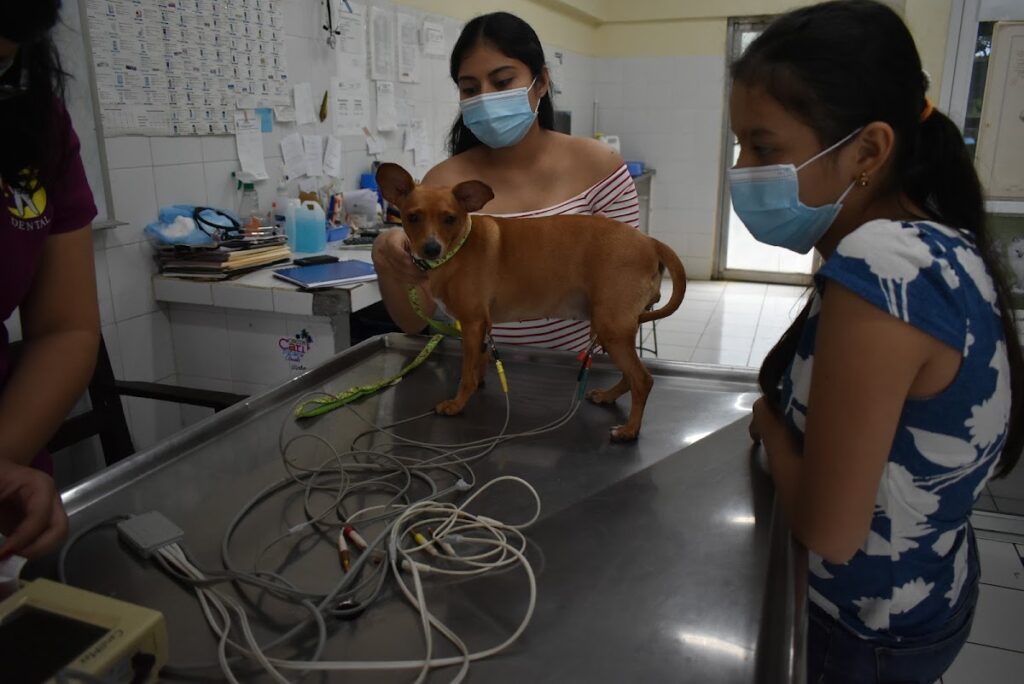 Clínica veterinaria UNAN LEON