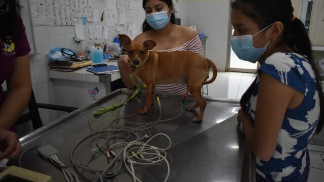 Clínica veterinaria UNAN LEON