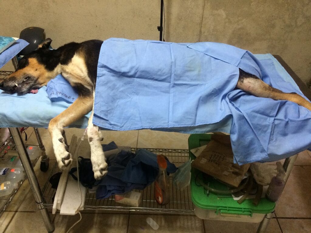 Clínica y farmacia veterinaria Paco