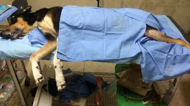 Clínica y farmacia veterinaria Paco