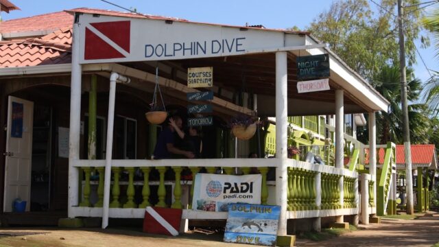 Dolphin Dive