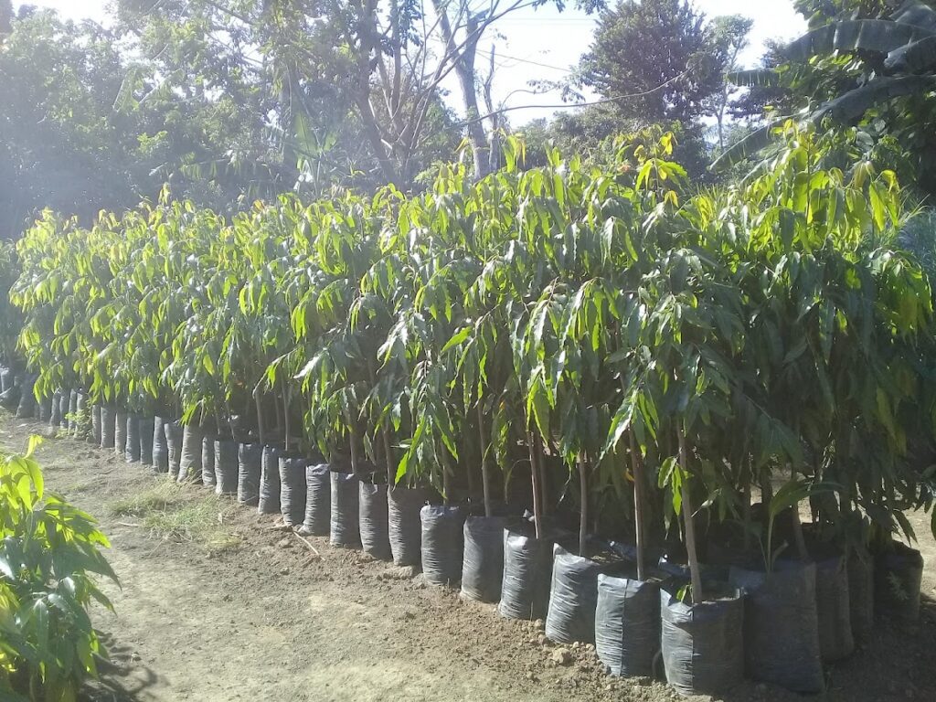 Jardin el Buen Samaritano