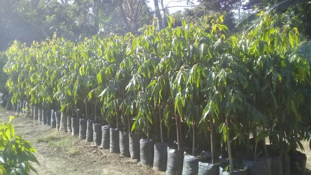 Jardin el Buen Samaritano
