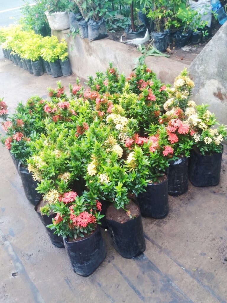 Jardín Hernández Catarina