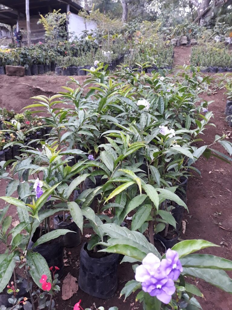 Jardín lirios del Campo