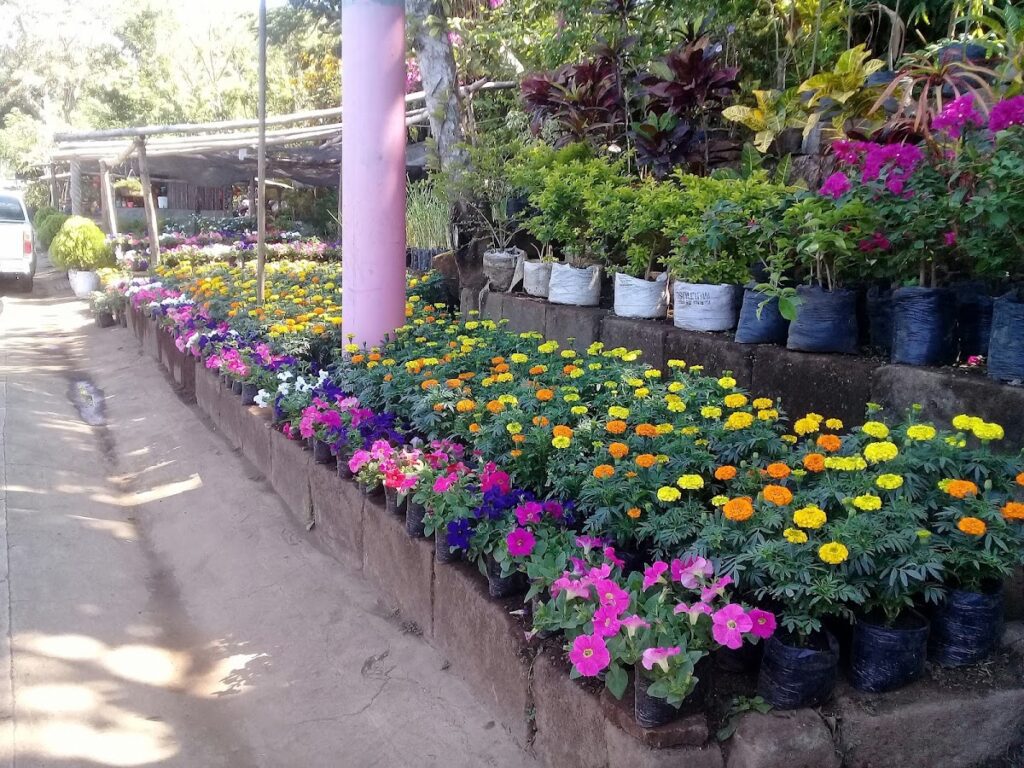 JARDÍN TERRAZAS DEL ALMENDRO