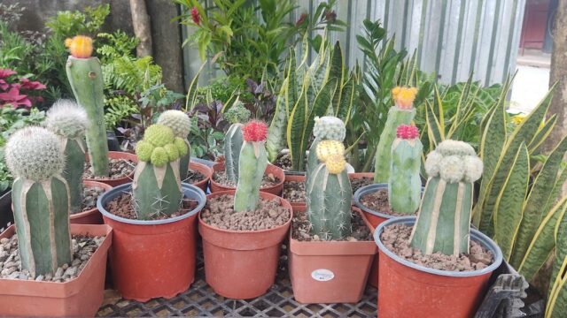Jardín Tierra Fértil