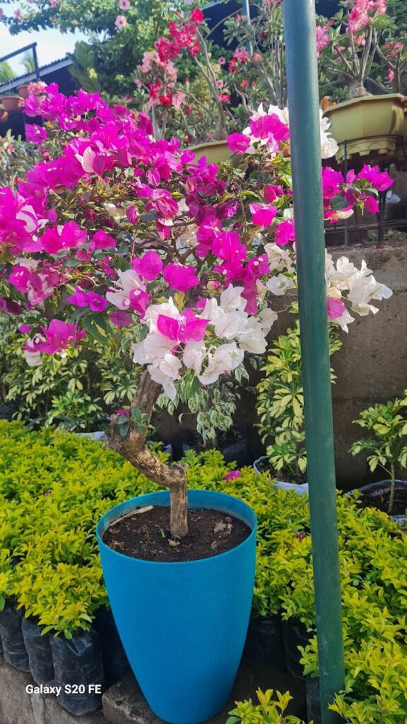 Jardin violeta