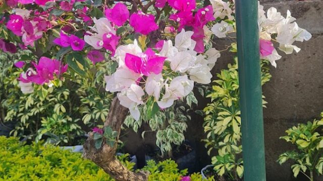 Jardin violeta