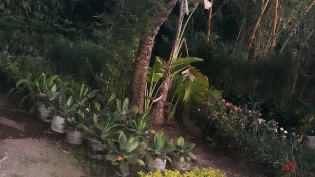 Jardines Nica Verde