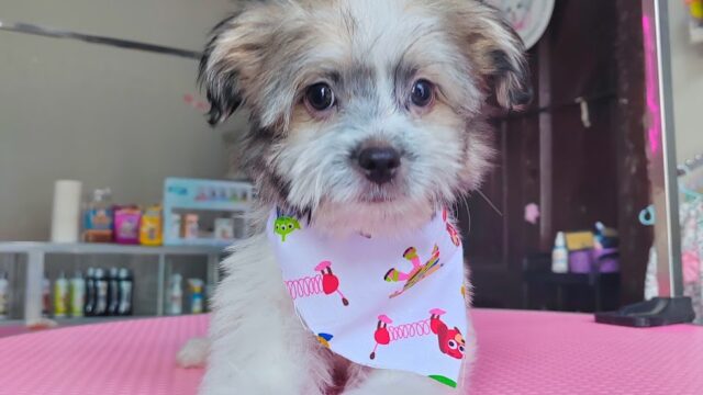 LILY’S PET
