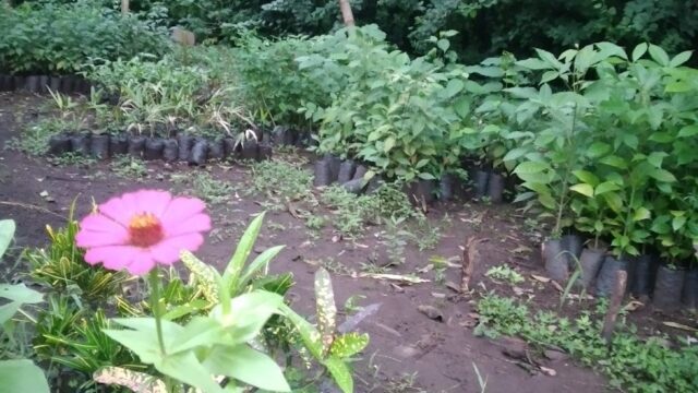OmetepeRainbow Tree nursery