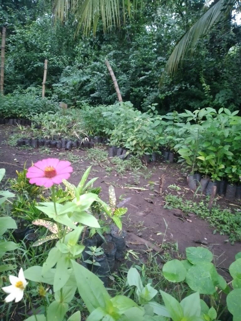 OmetepeRainbow Tree nursery