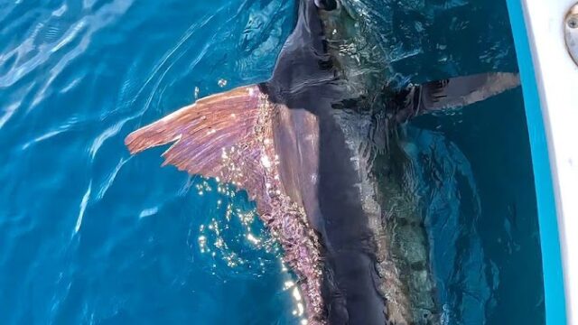 SurFish Tours SJDS