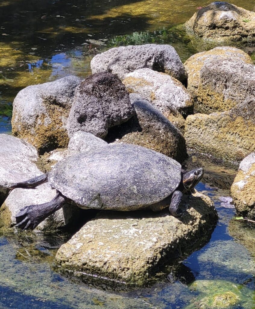 Taxi en San Juan del sur Nicaragua