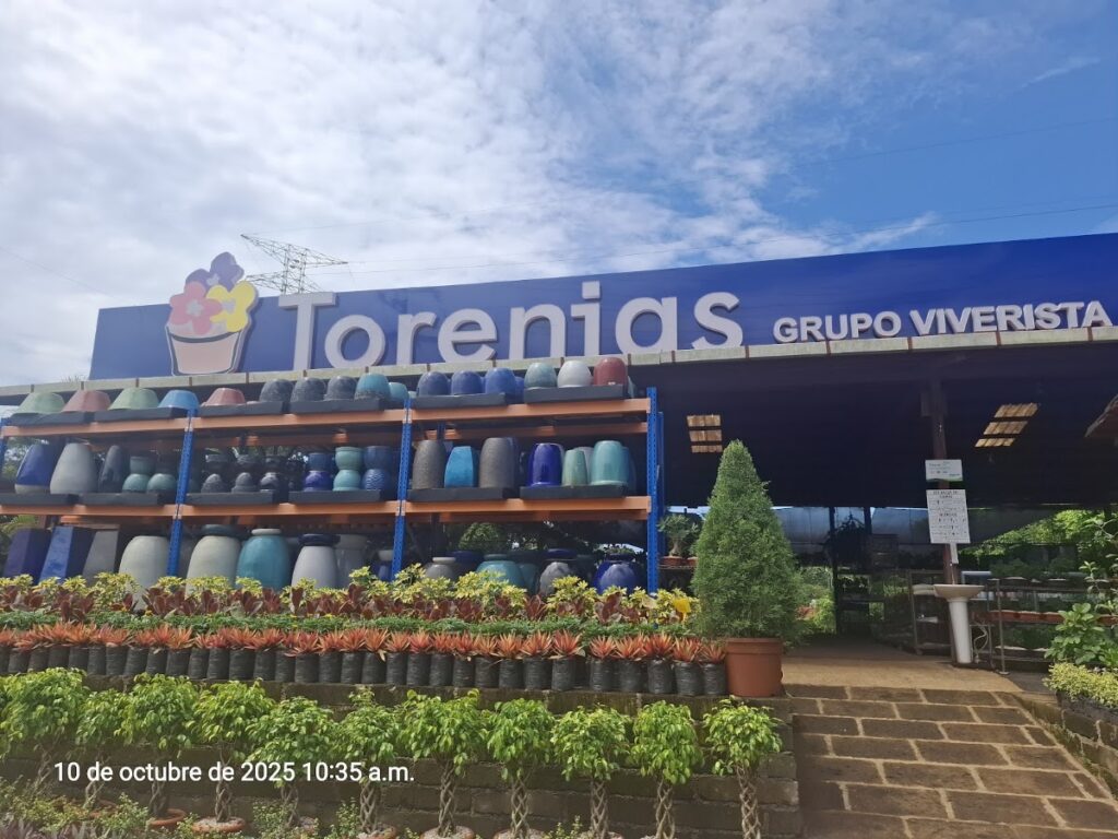 Torenias