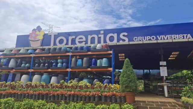 Torenias