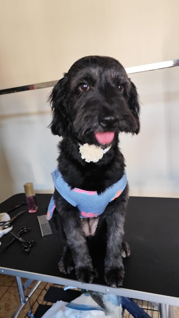 Veterinaria Ibi Vet