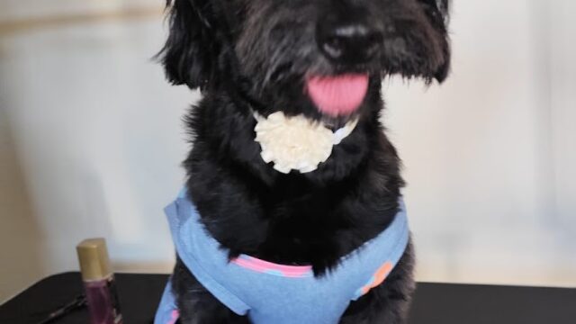 Veterinaria Ibi Vet