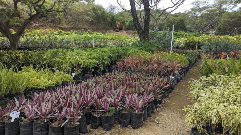 Vivero Azul