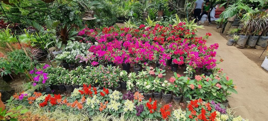 Vivero Bendición de Dios!!