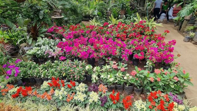 Vivero Bendición de Dios!!