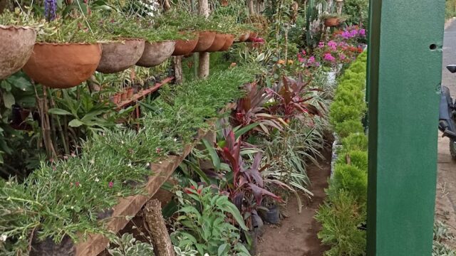Vivero Campo Alegre