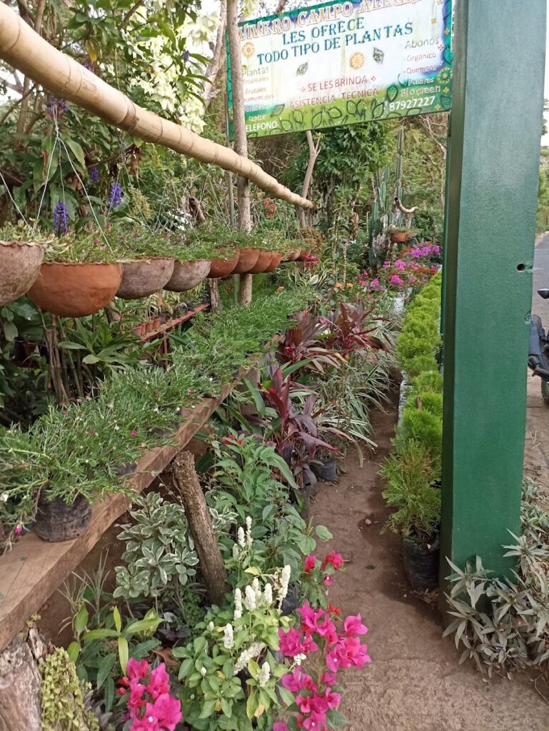 Vivero Campo Alegre