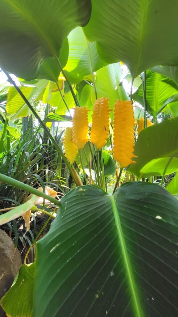 Vivero Ecologico La Gallina