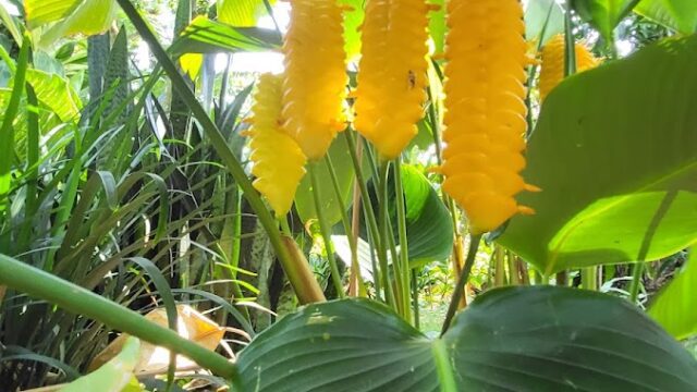 Vivero Ecologico La Gallina