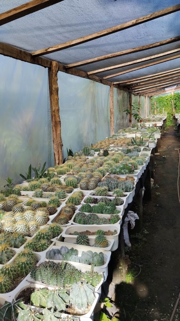 Vivero “El Cactus” Rivas San Jorge