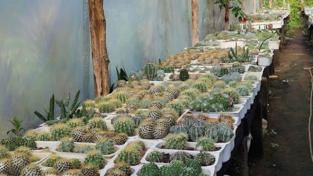 Vivero “El Cactus” Rivas San Jorge