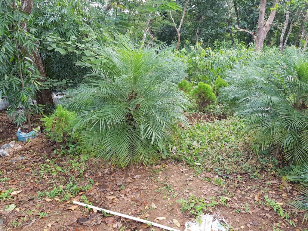 Vivero las Palmeras y Más