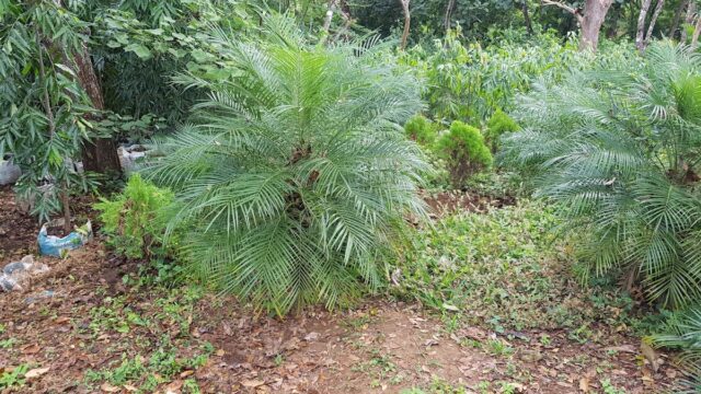 Vivero las Palmeras y Más