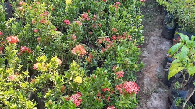 Vivero Lilliam