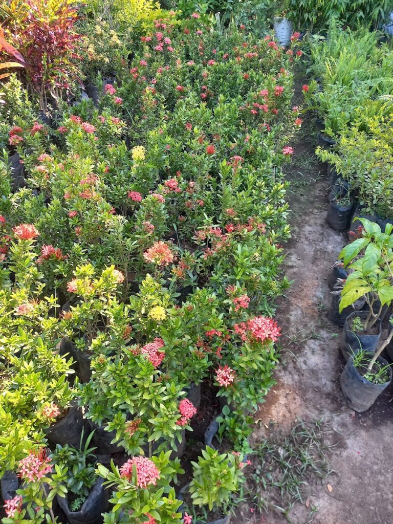 Vivero Lilliam