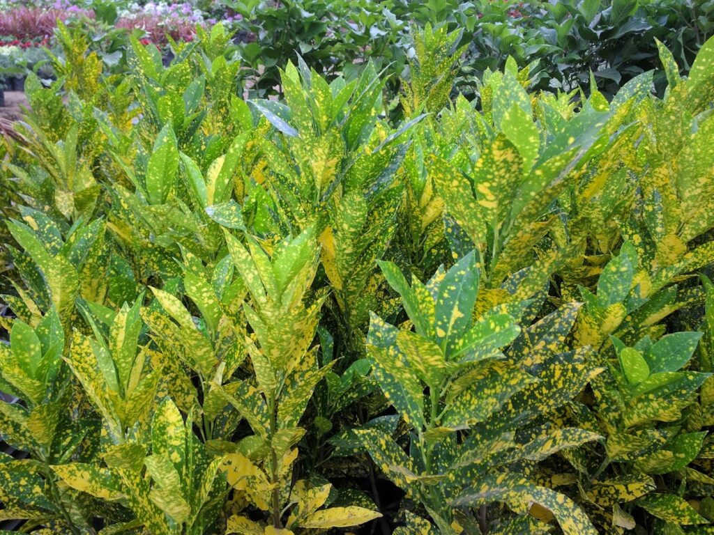 Vivero Los Cocos