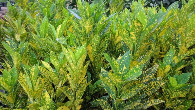 Vivero Los Cocos