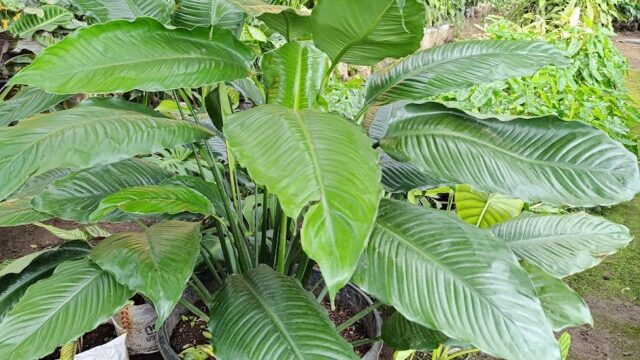 Vivero Los Robles