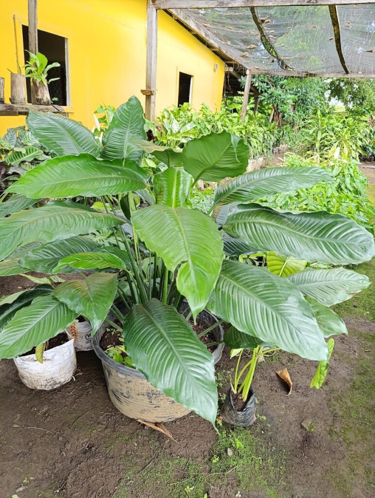 Vivero Los Robles