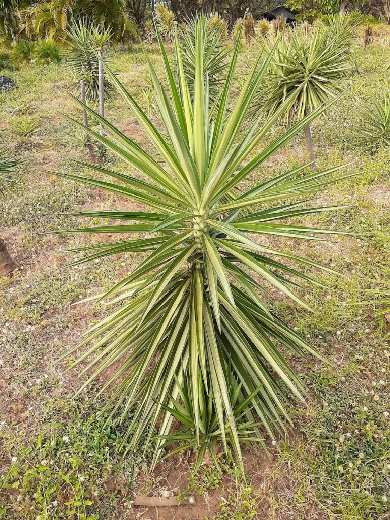 Vivero san Jorge