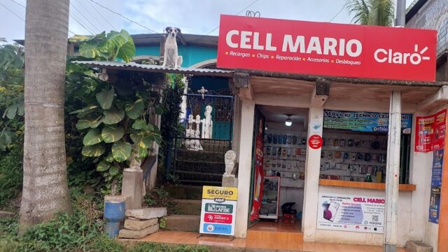 MarioCellCatarina